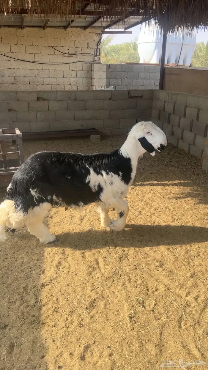 نجدي 0