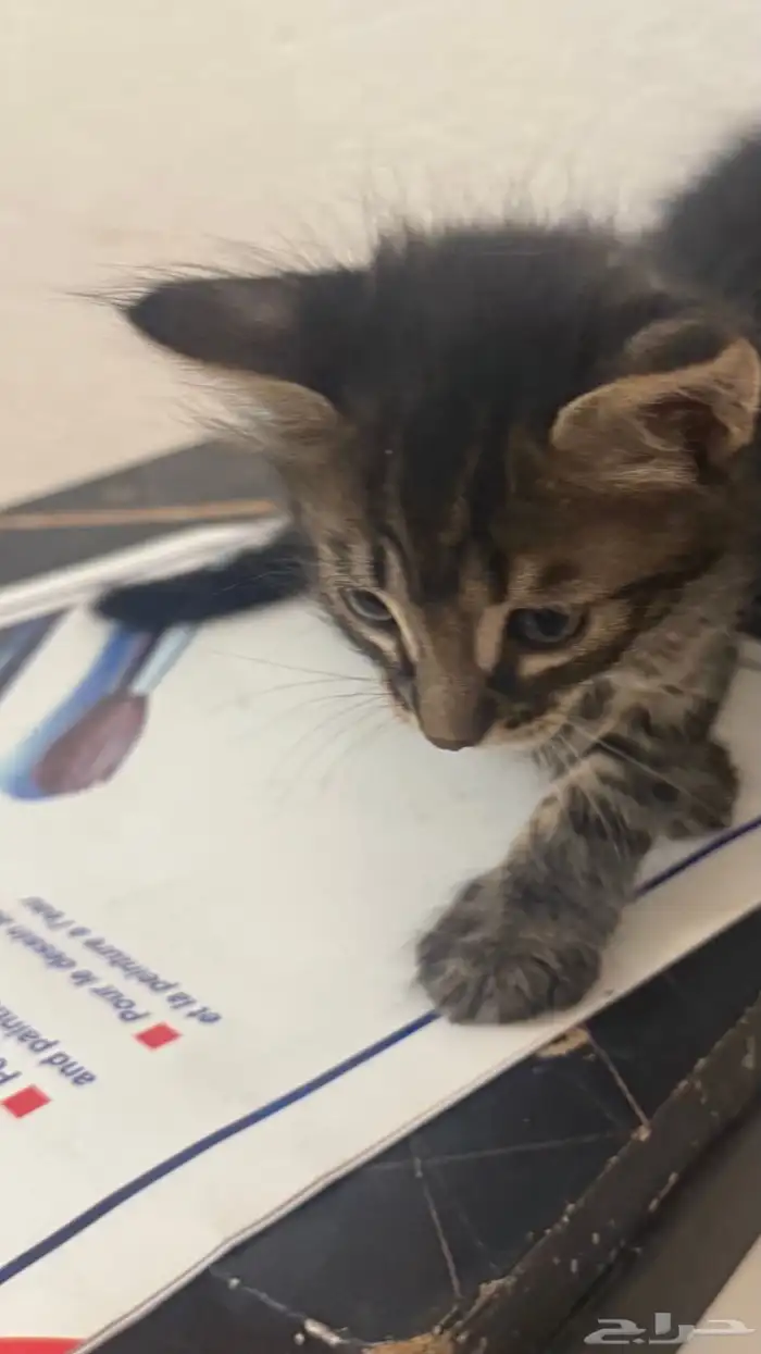 حيوانات قطط 4