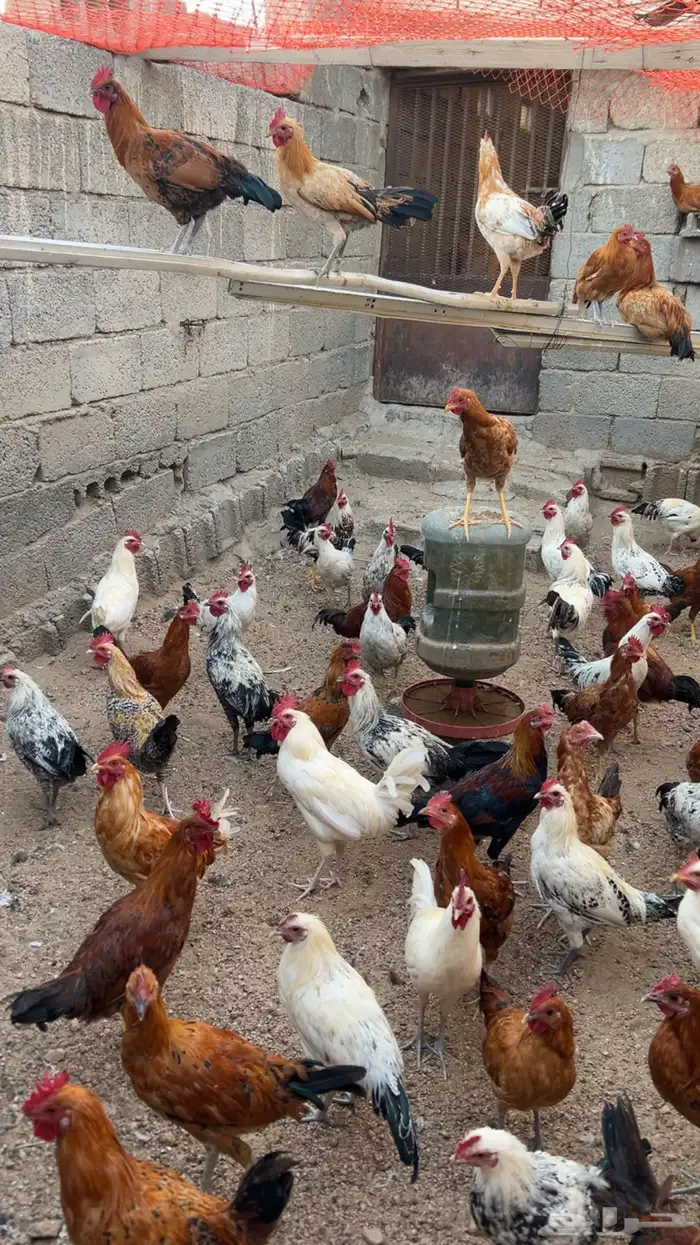 ديوك بلدي 2