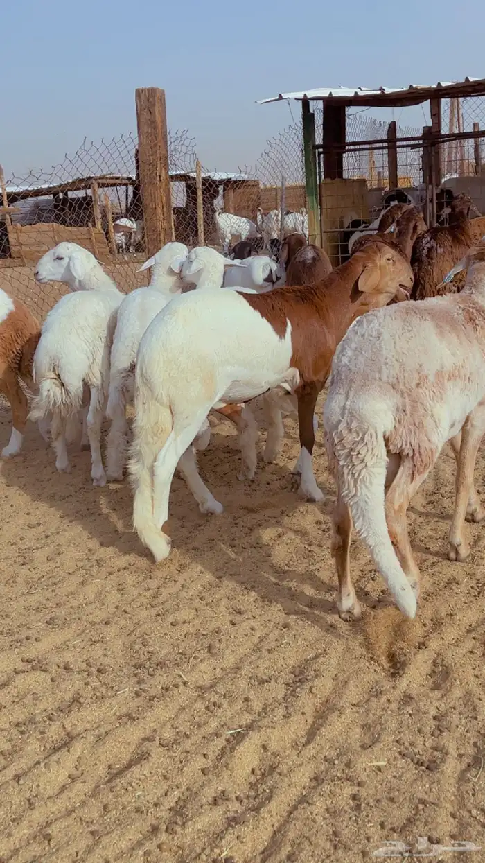 طليان سواكن مرابي 4 شهور فل شحم شامل الذبح التوصيل 6