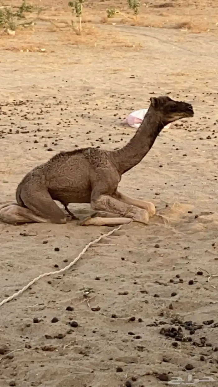 بعير احمر كفو 6