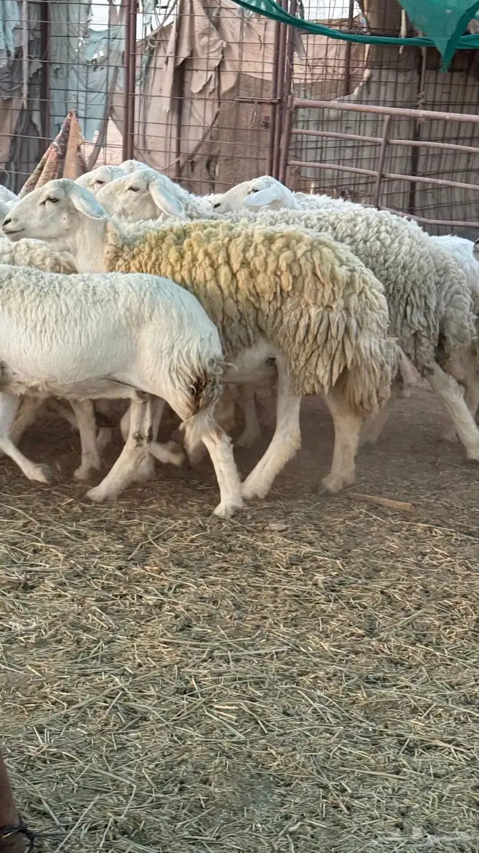 غنم حريات صنف للبيع 0