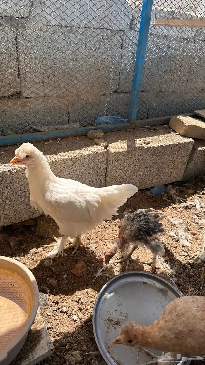 صوص براهما 0