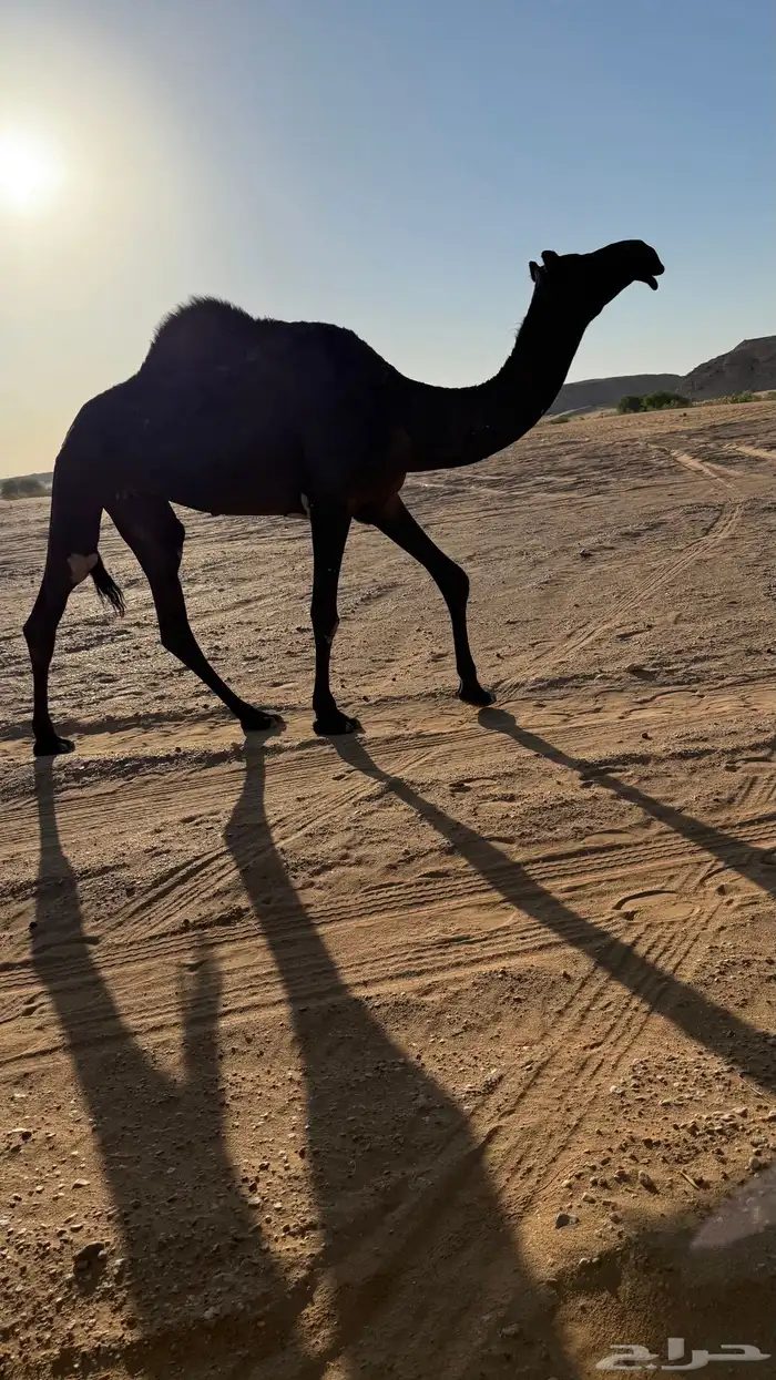 ضروبه جذعه 0