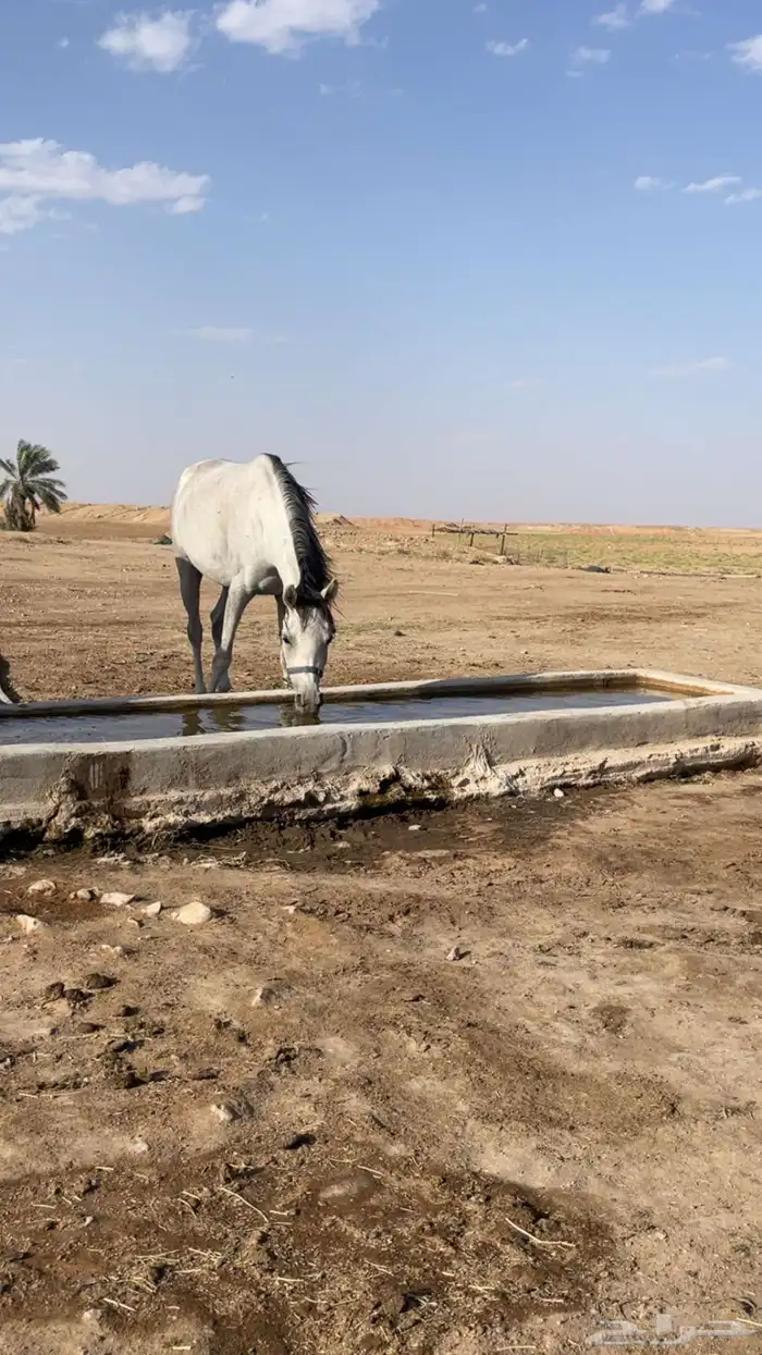 خبارى السعيره 0
