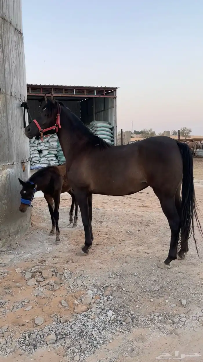 فرس دهما شيخه 1