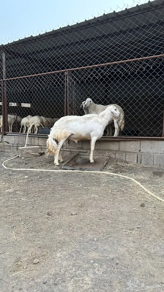خروف حري 4
