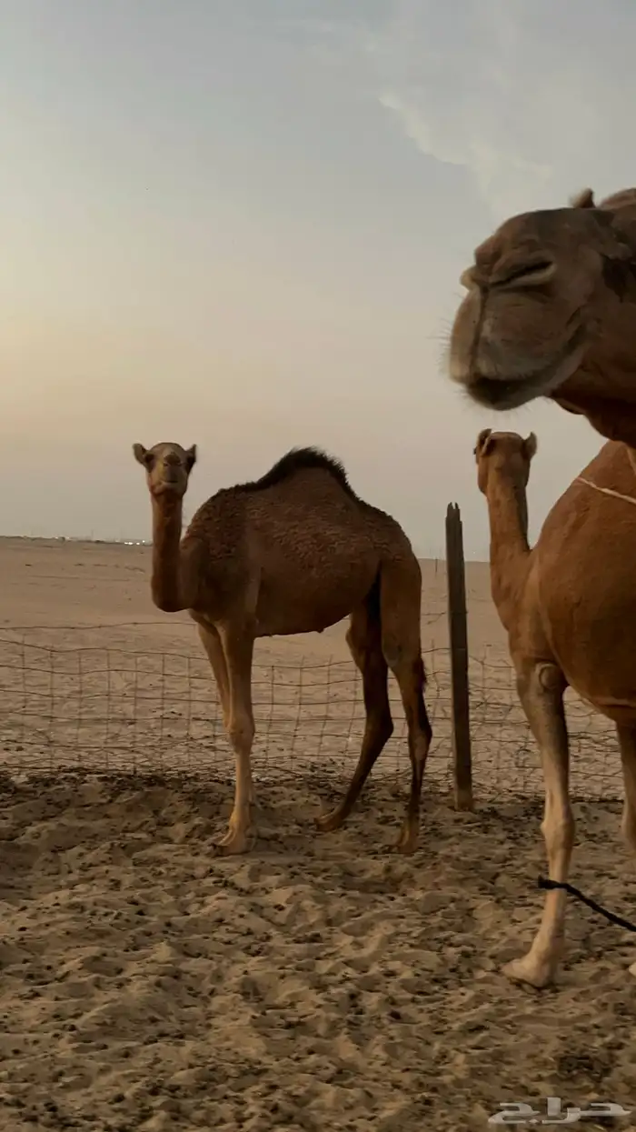 بكره ساحليه منوة القنئ 3
