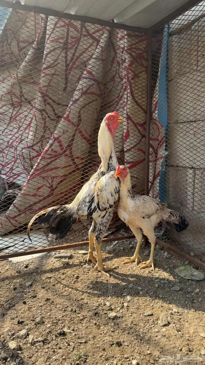 البيع 0