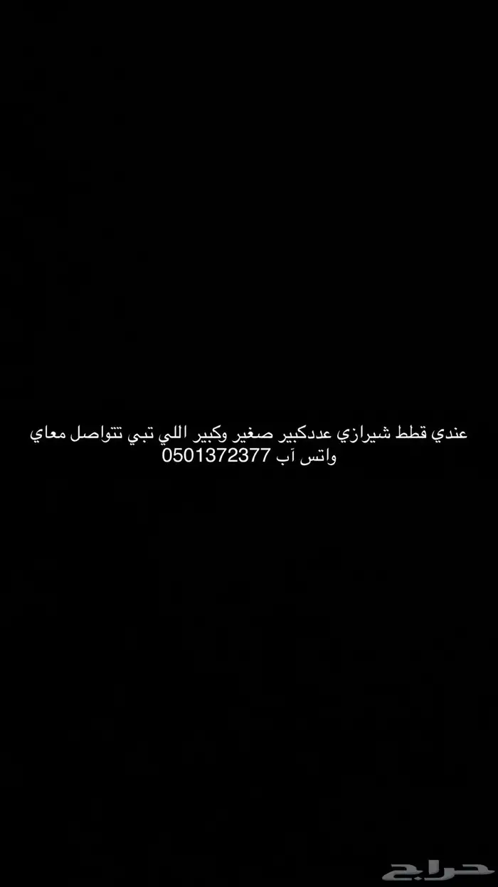 قطط شيرازي 0