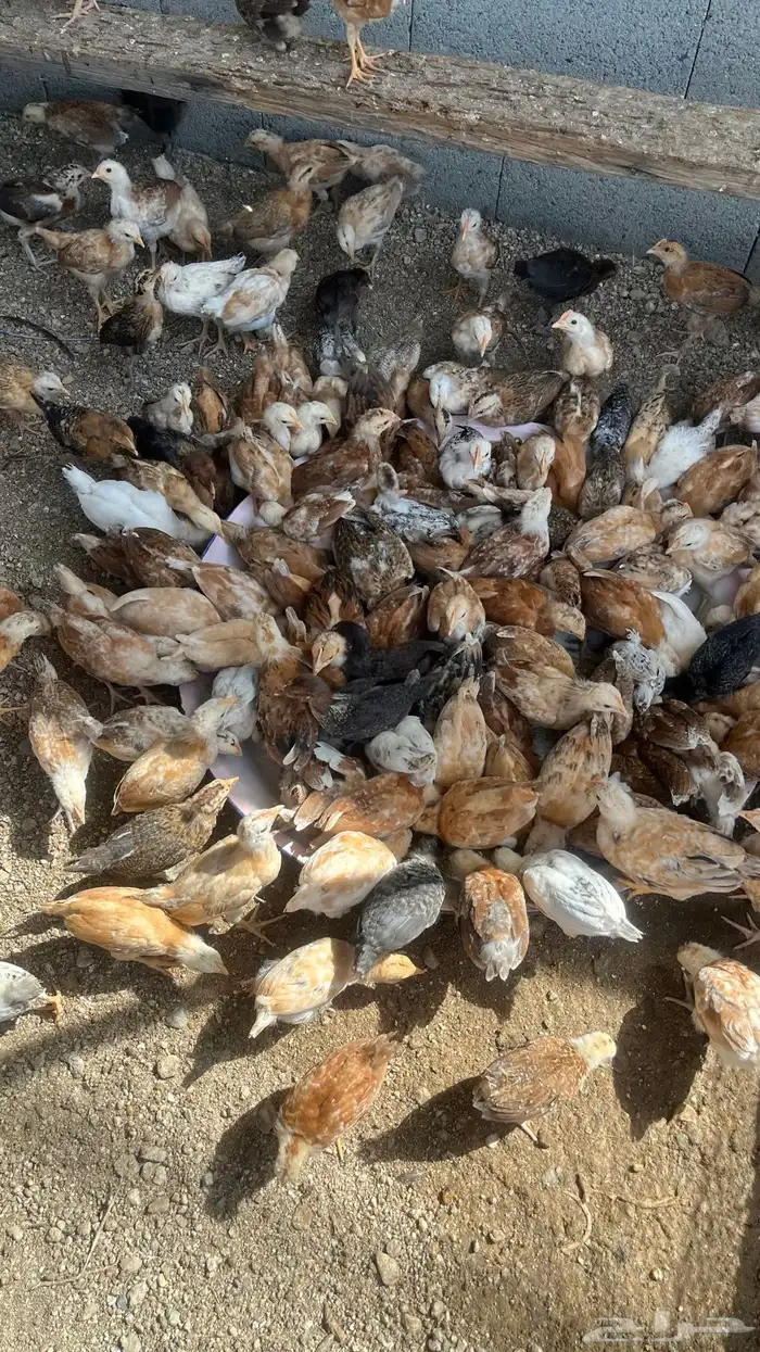 دجاج بلدي تم البيييع 1