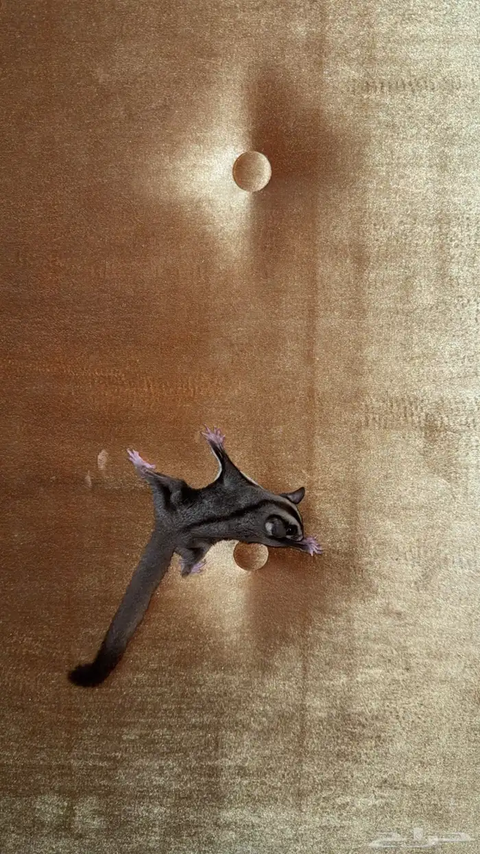 سنجاب طائر او Sugar Glider 0