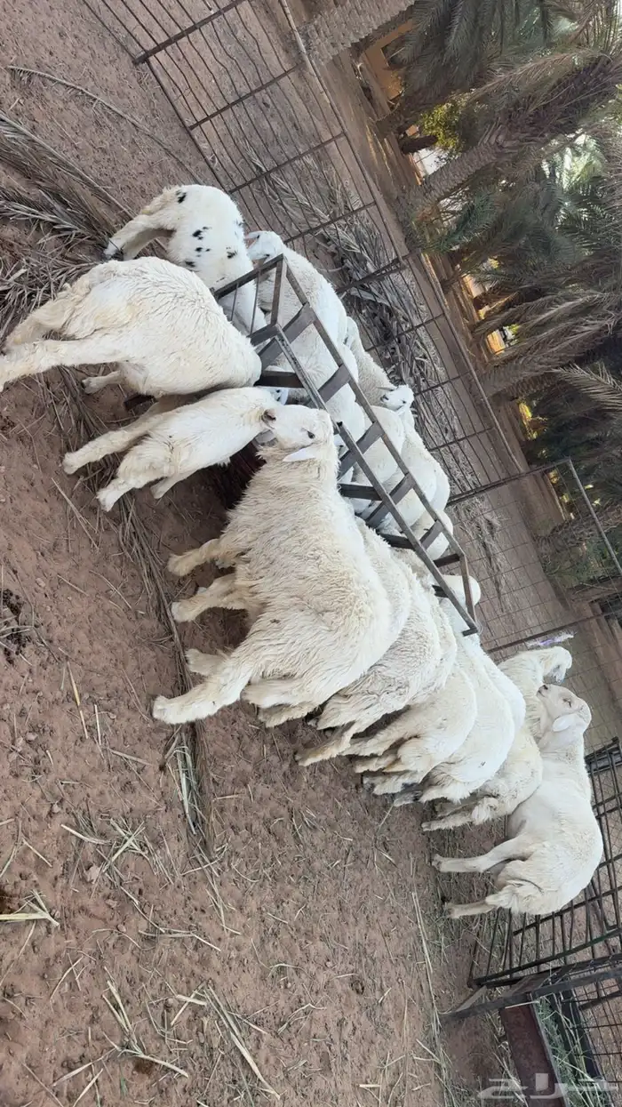 ذبايح حريه 0