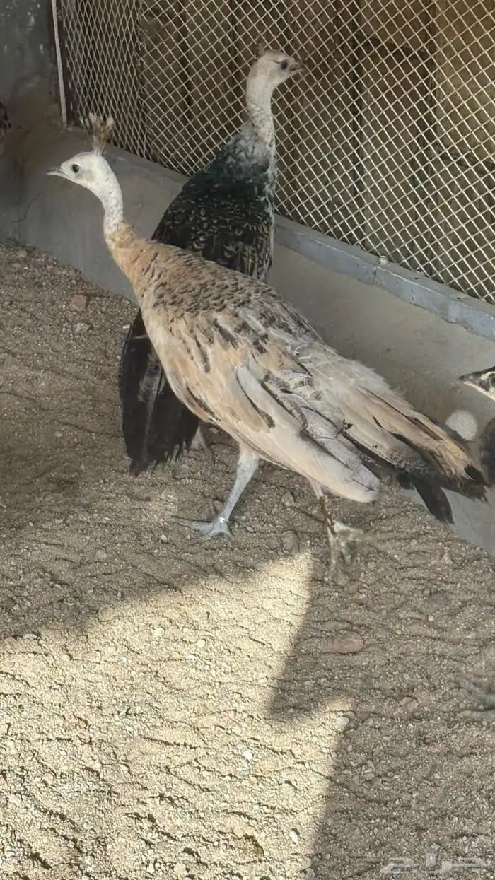 فزن وطاووس 6