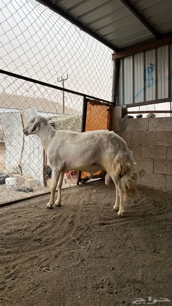 خروف حري 2