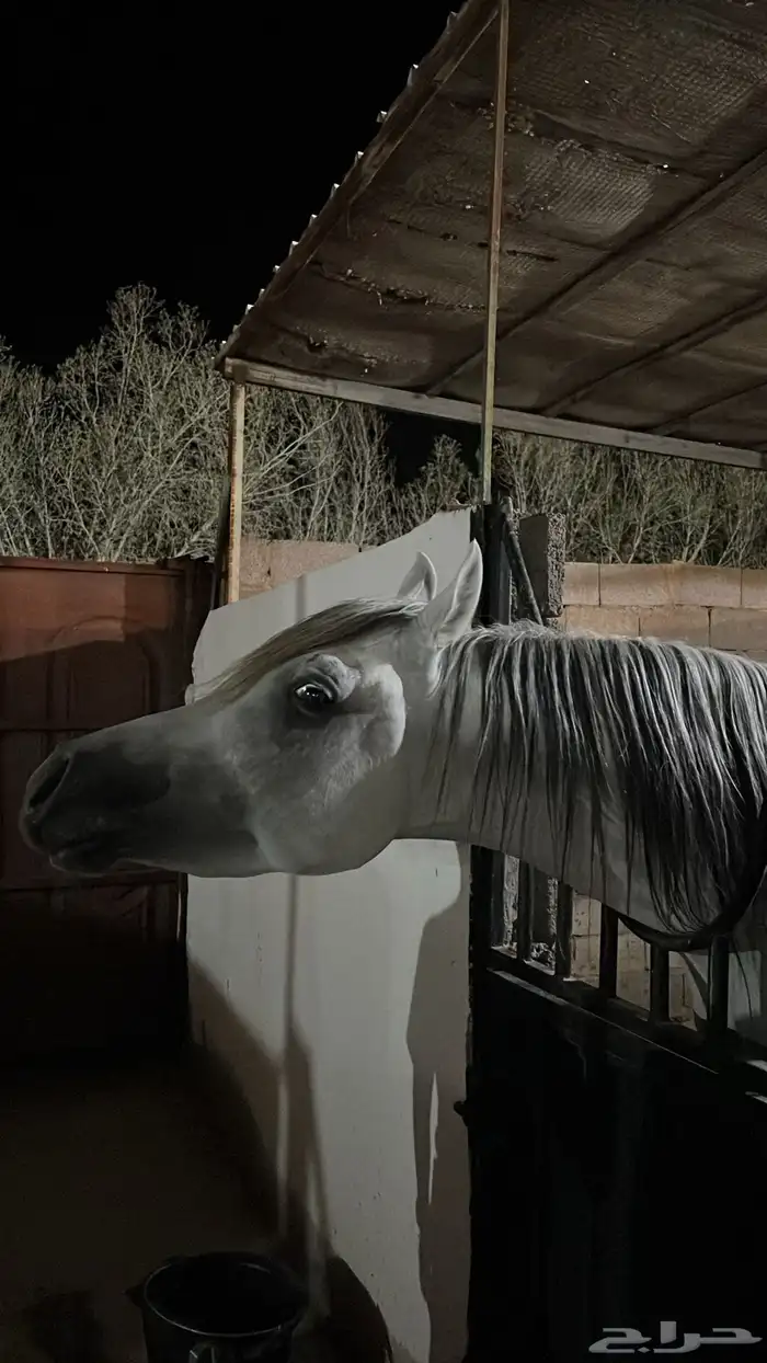 حصان شعبي للبيع 0