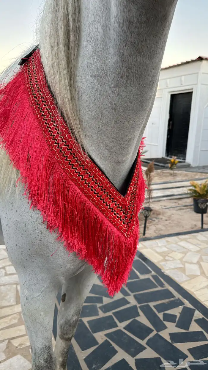 زينه للخيل 3
