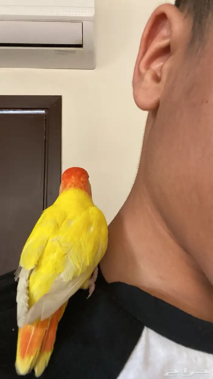 عصفور روز اليف 1