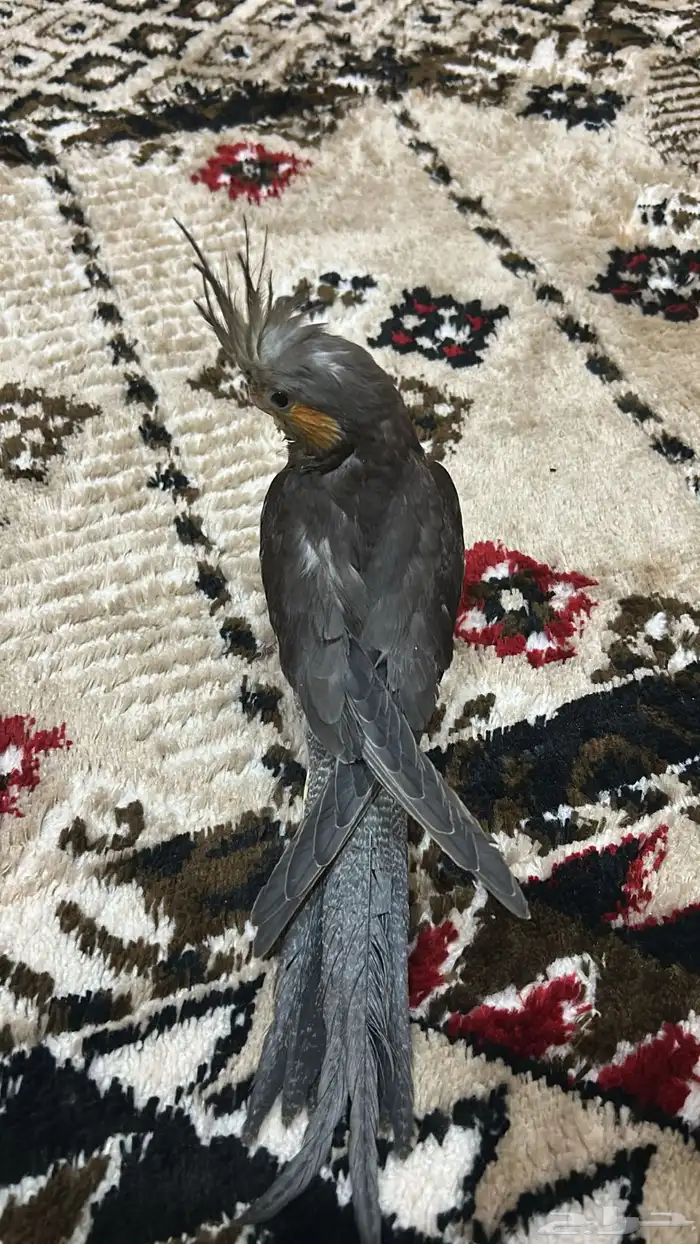 فرخ كروان عمره70 يوم باضبط الطير هدد صحه شرط السعر240 حدد 0