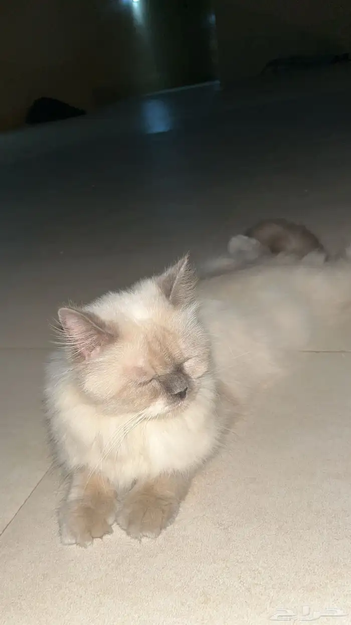 قطه 4