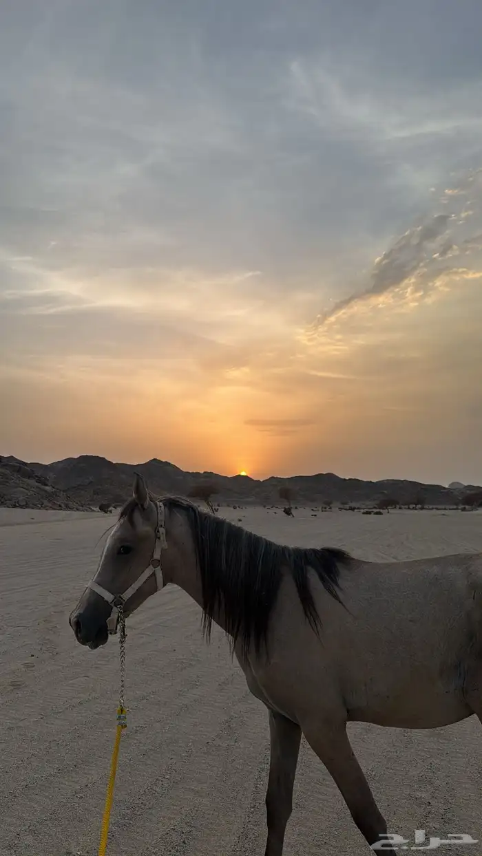 حصان شعبي 1