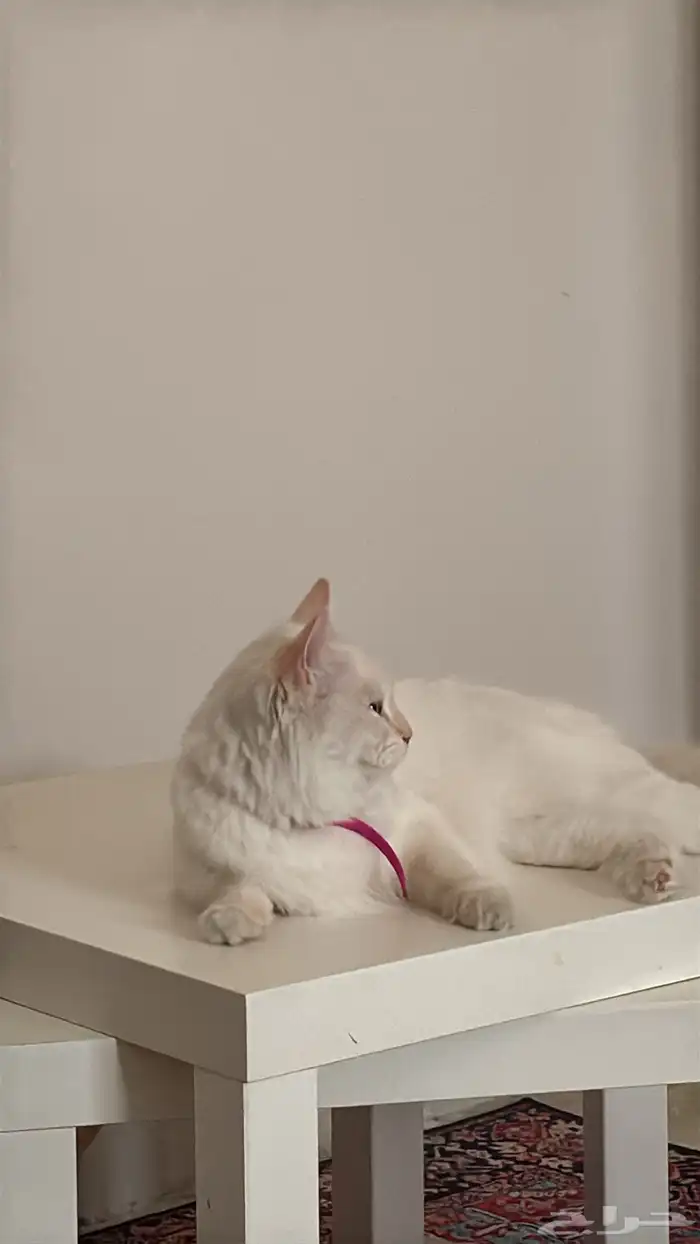 أنثى   هملايا   شيرازي لعوب مرح 4