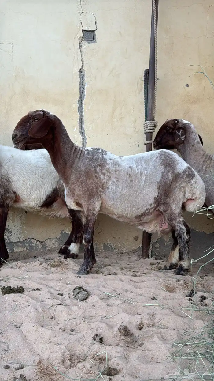 للبيع غنم نعيم دفيع 0