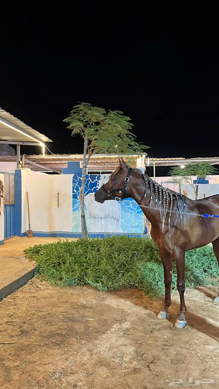 خيل 0