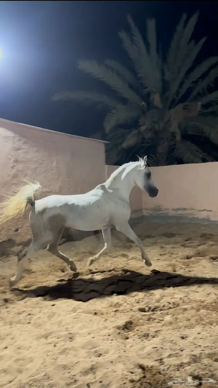 حصان شعبي للبيع 1