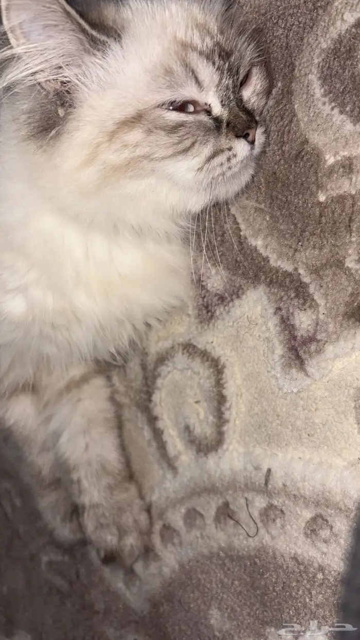 قط مفقود 2