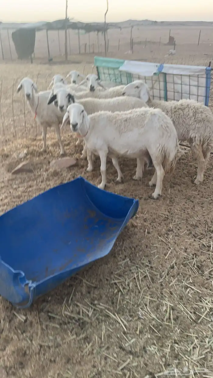 غنم حرية دفيع 5