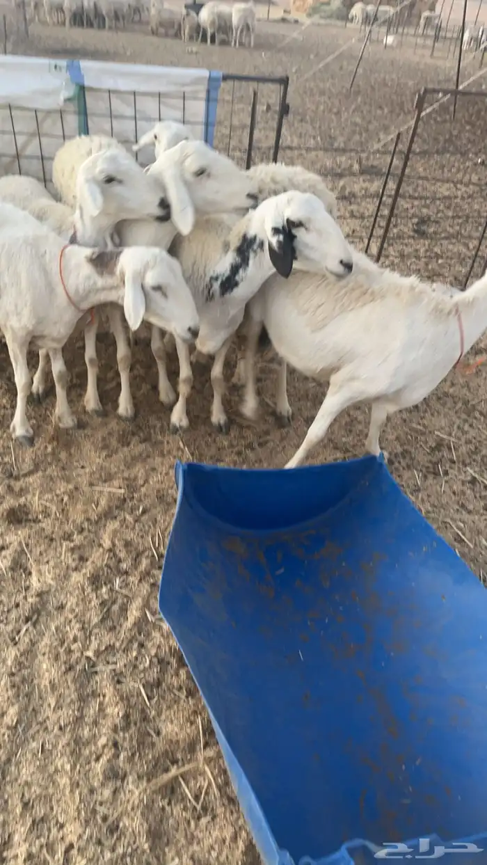 غنم حرية دفيع 4