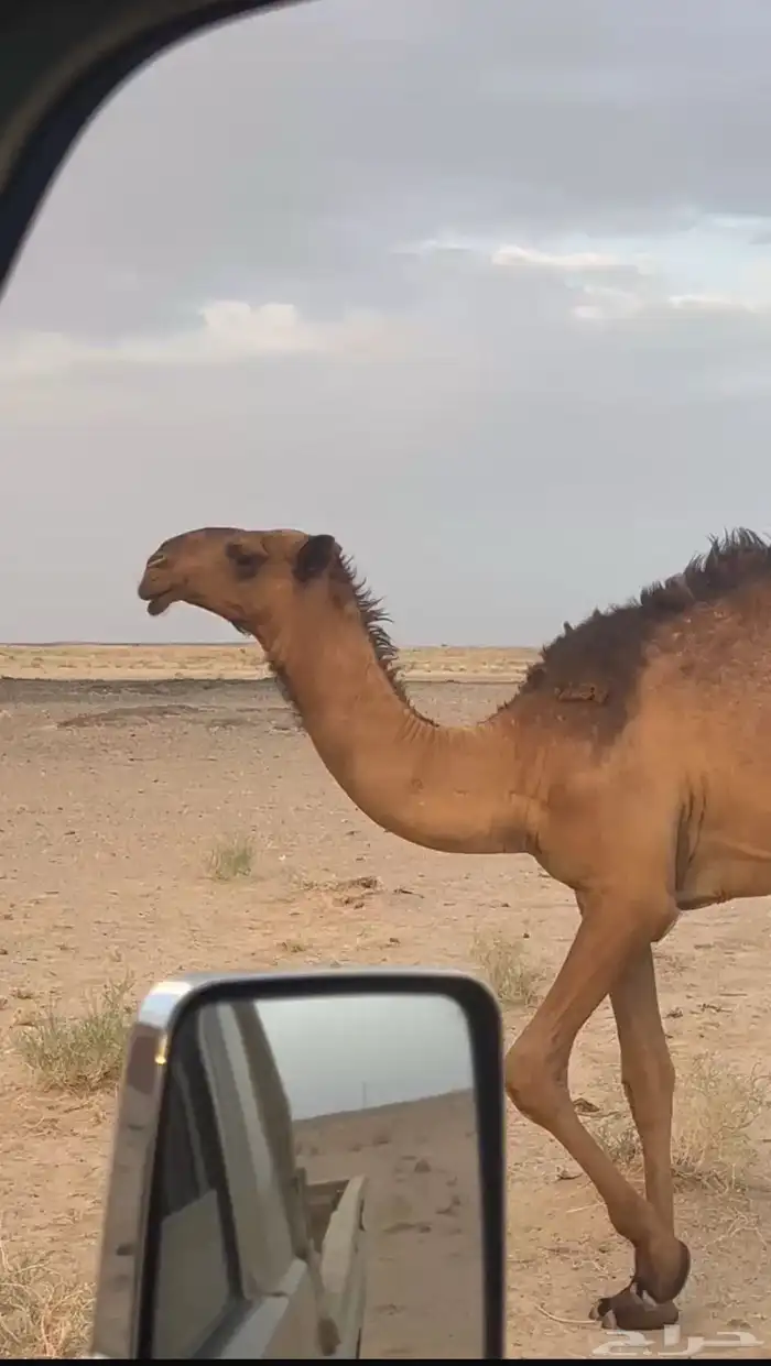 قعود مزيون فحل ولد لقحه جده عرنون 0