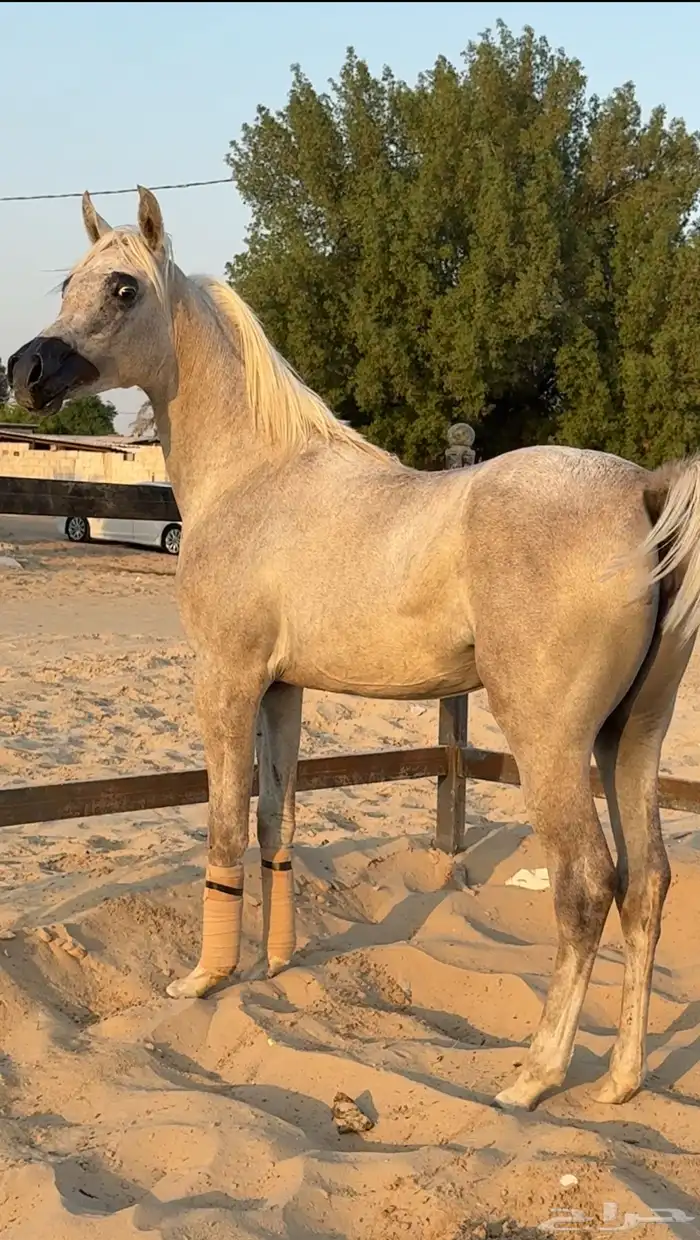 للبيع مهره واهو مكس جمال الحد 12 0
