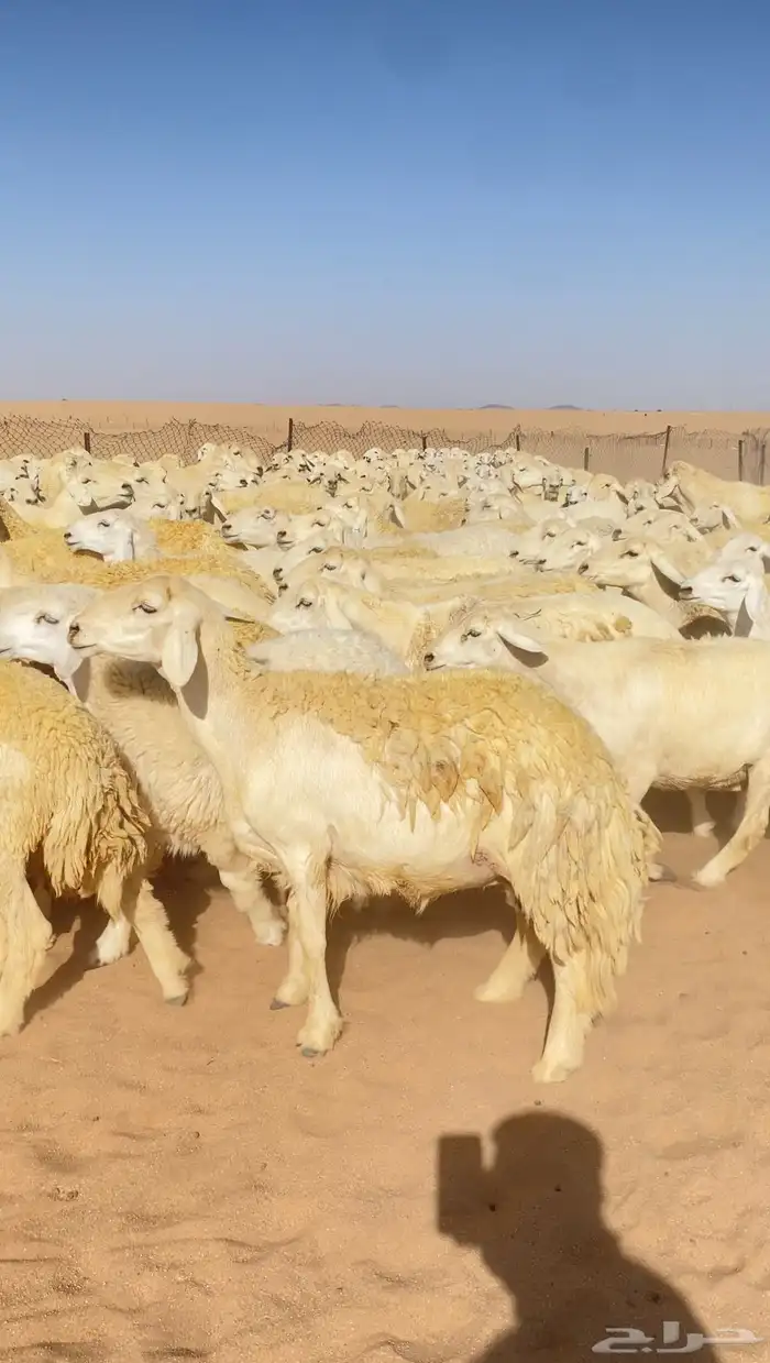 غنم حريات و رخال مراح حرش درجه اولى عدد 283 12
