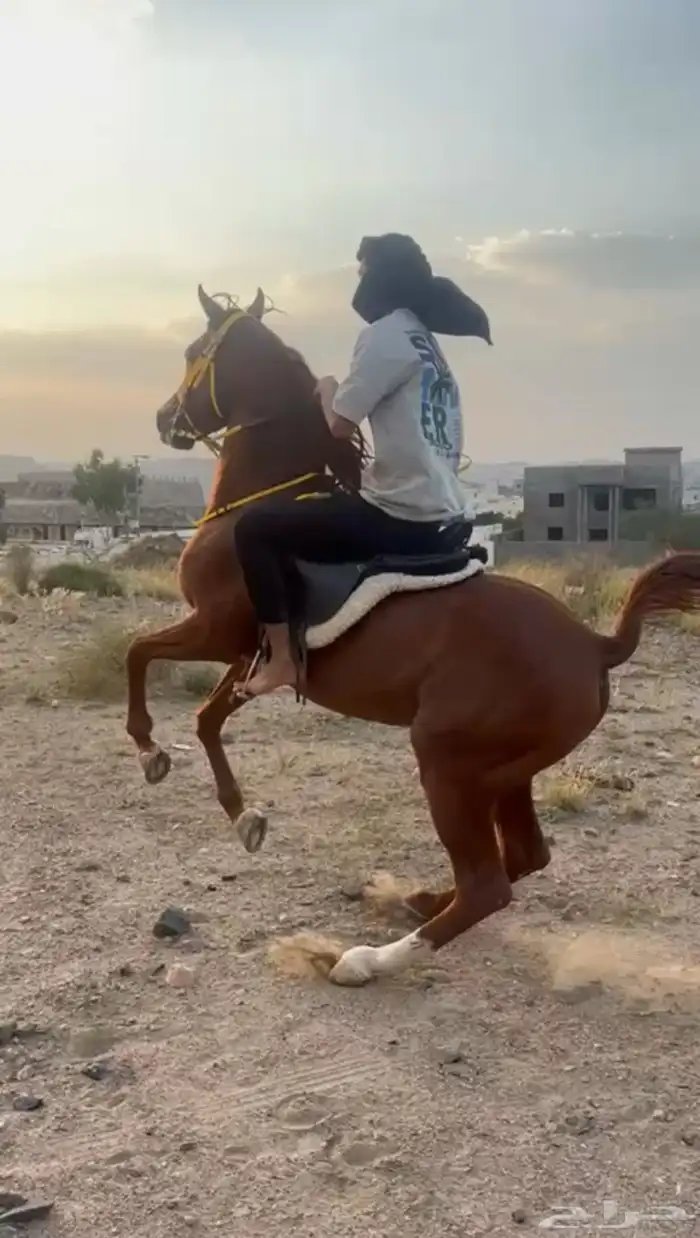 حصان واهو فحل مربط وعليه انتاجات 6