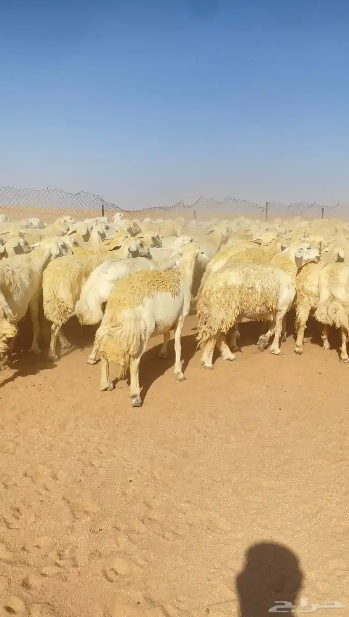 غنم حريات و رخال مراح حرش درجه اولى عدد 283 0