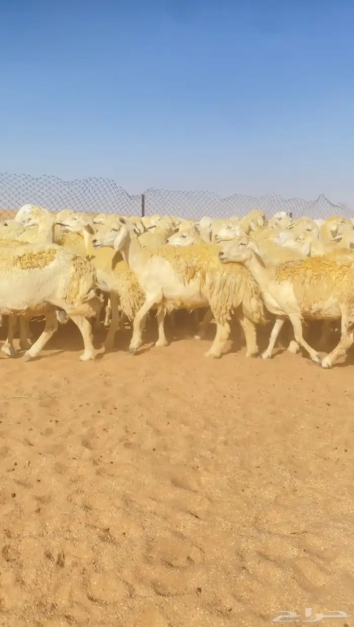 غنم حريات و رخال مراح حرش درجه اولى عدد 283 2
