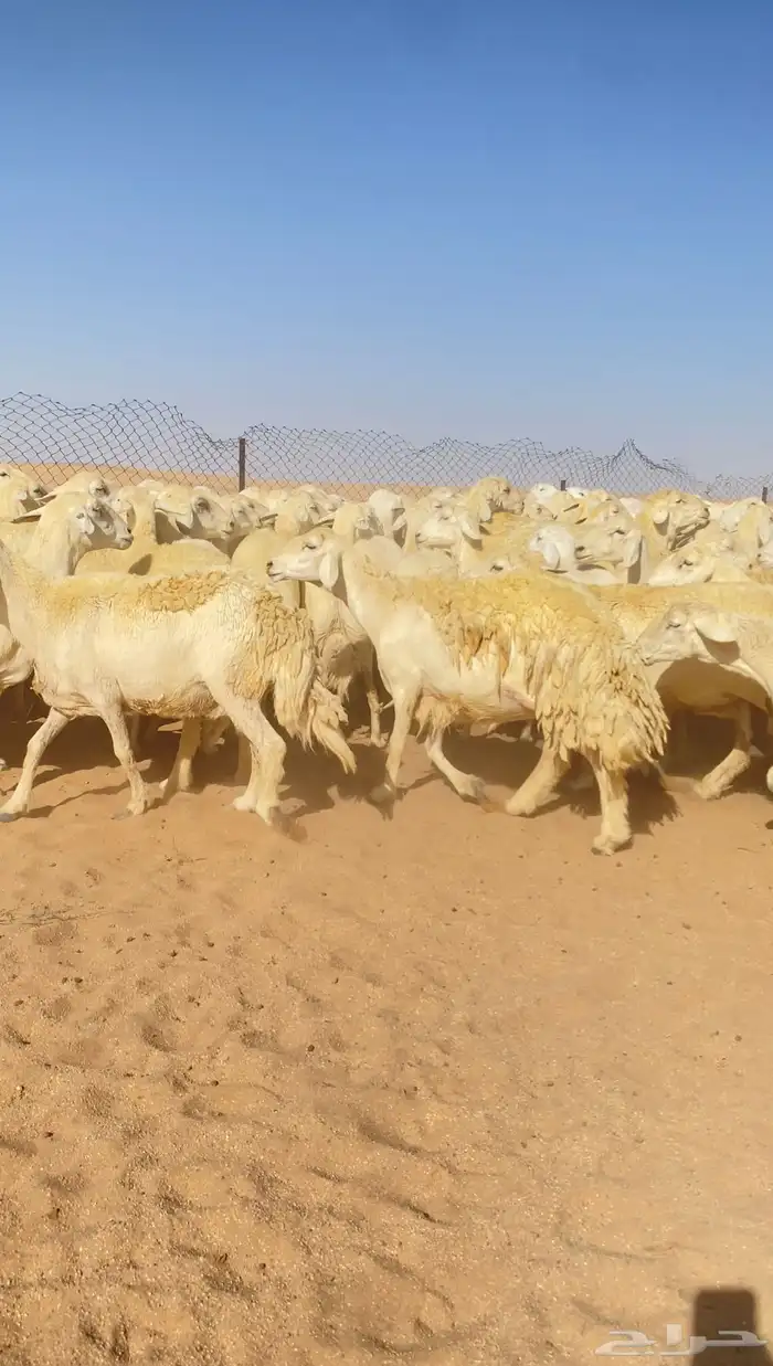 غنم حريات و رخال مراح حرش درجه اولى عدد 283 1