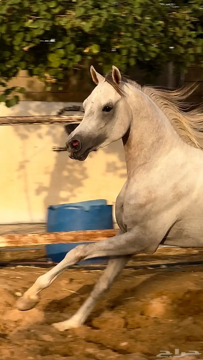 حصان شعبي 3
