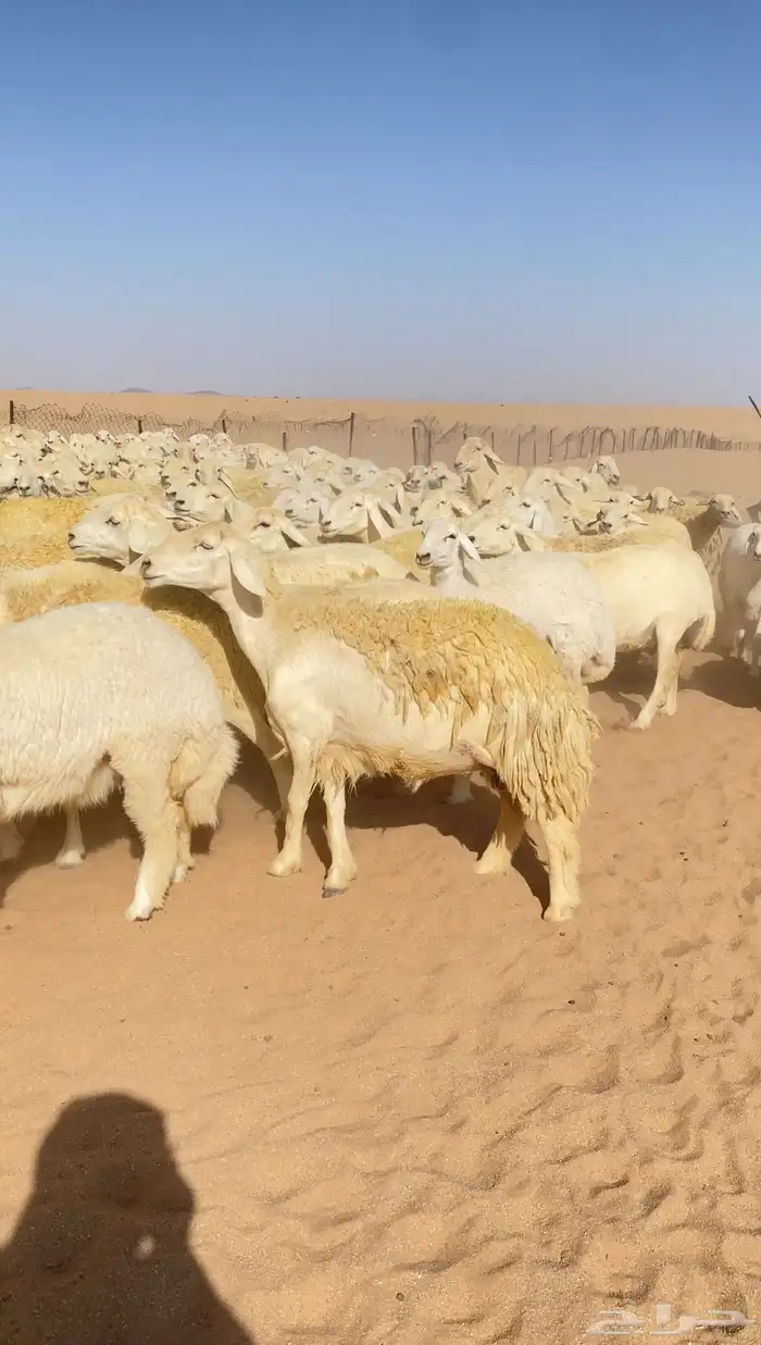 غنم حريات و رخال مراح حرش درجه اولى عدد 283 8