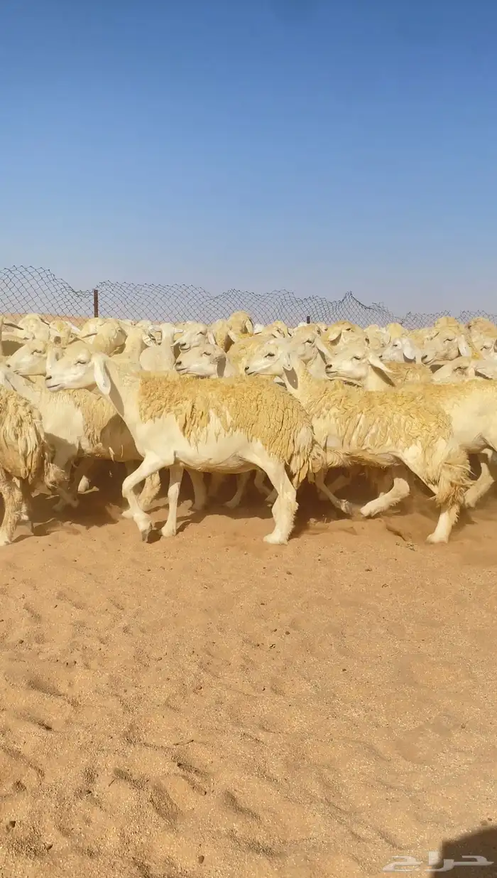 غنم حريات و رخال مراح حرش درجه اولى عدد 283 3