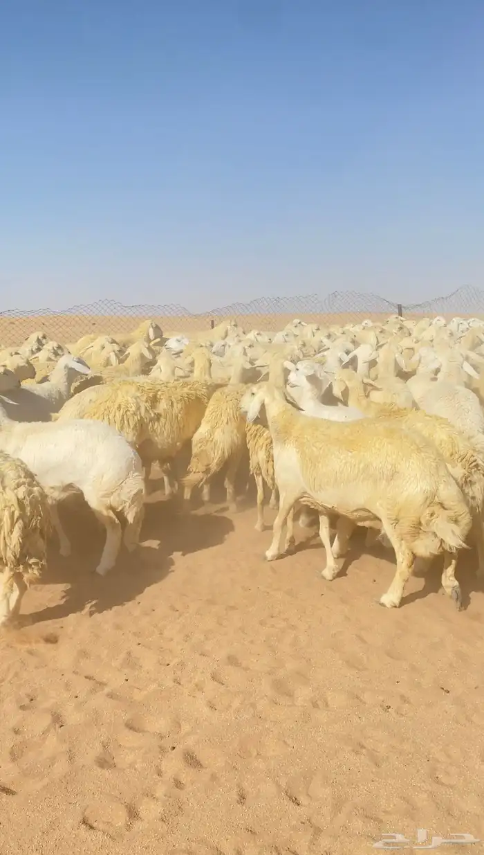 غنم حريات و رخال مراح حرش درجه اولى عدد 283 15