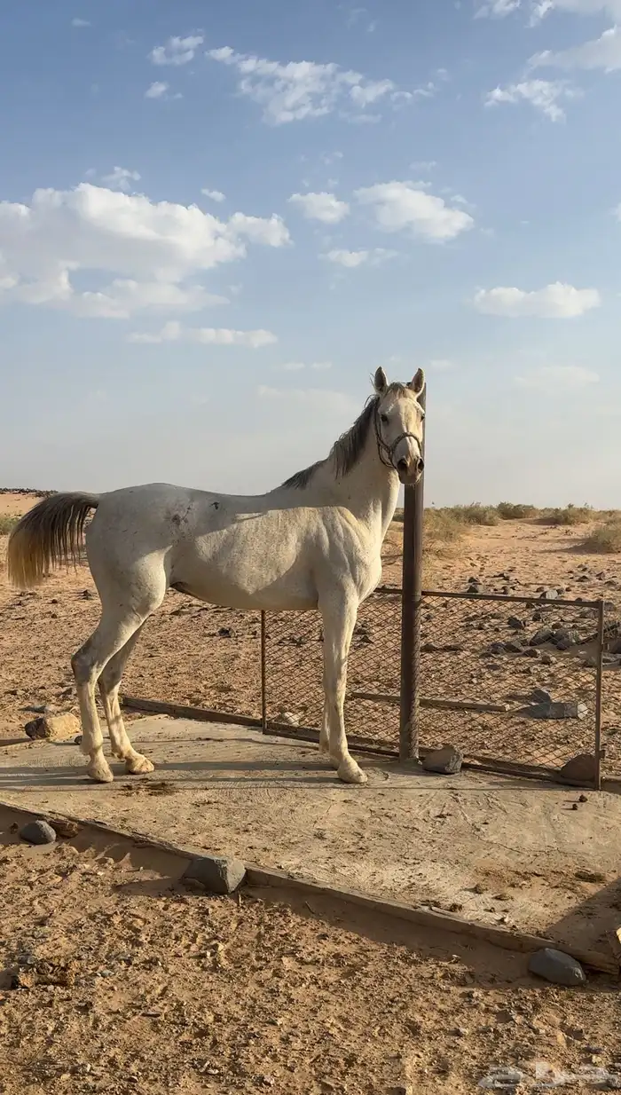 فرس شعبيه فاخره 0
