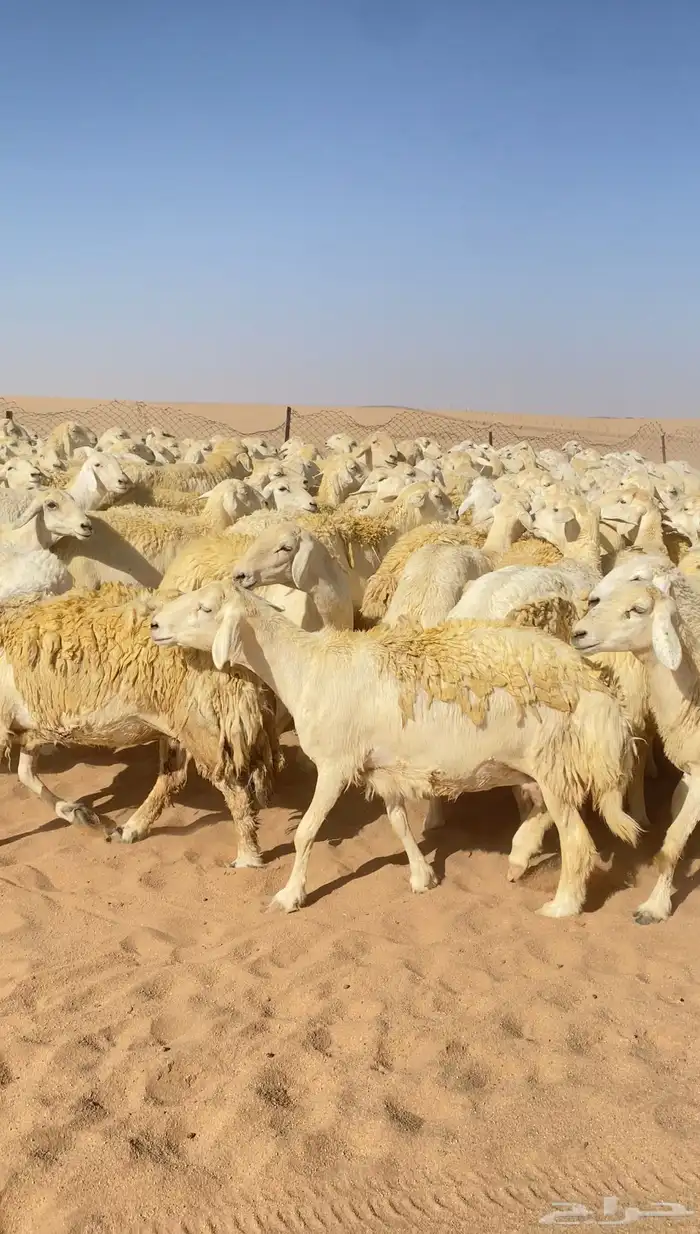 غنم حريات و رخال مراح حرش درجه اولى عدد 283 6