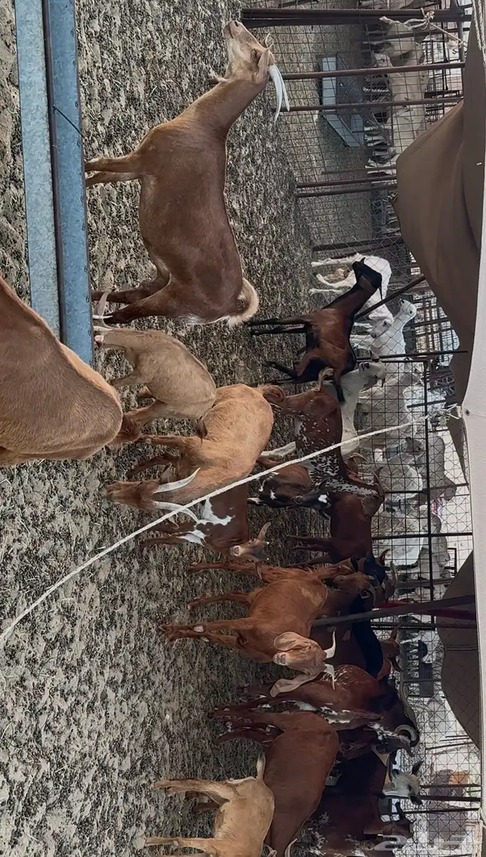معزا جنوبية تهاميه عنز مع الفحل 1