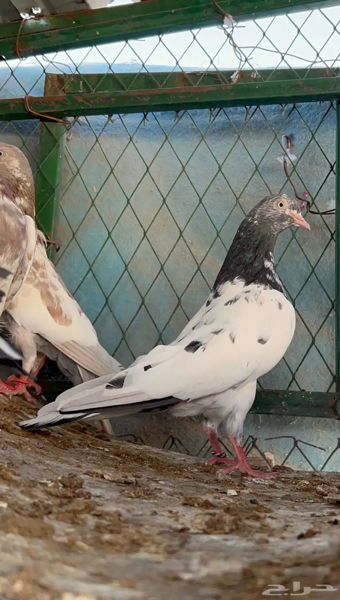 للبيع اجواز حمام بكستاني فواخر 1
