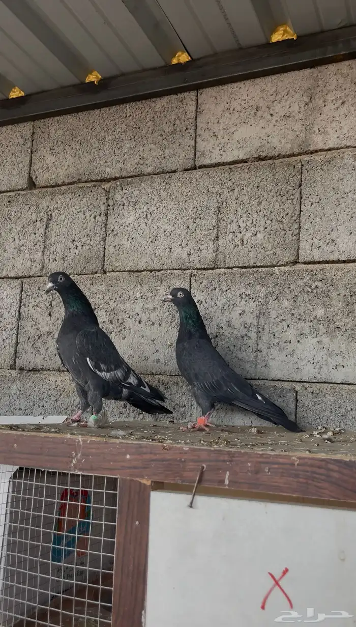 زوج رامبوري ( تم البيع ) 0