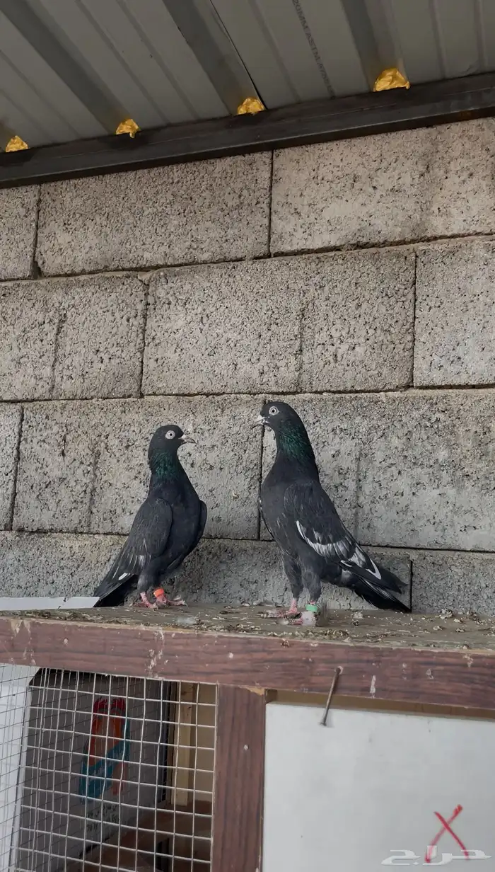 زوج رامبوري ( تم البيع ) 1