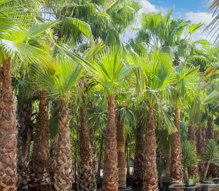 نخل امريكي واشنطني زينه 0